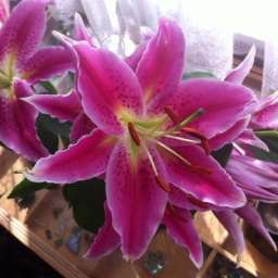 lousie-g-flower